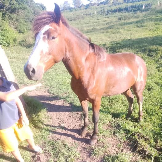 Cavalo de criança desaparece no Passo dos Negros, e família pede ajuda para encontrá-lo